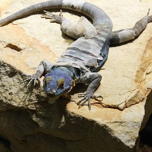 [2022] Blue rock lizard