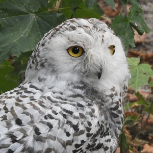 [2022] Snowy owl