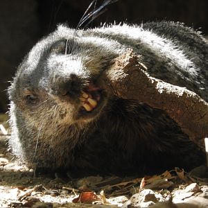 [2022] Woodchuck