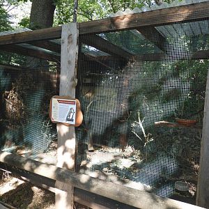 [2022] Himalayan striped squirrel enclosure