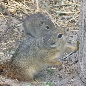 [2022] Smith's bush squirrel and yellow-toothed cavy