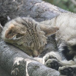[2022] European wildcat