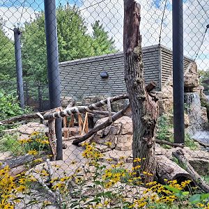 Canada Lynx enclosure
