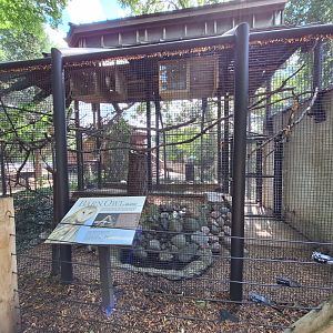 Barn owl enclosure