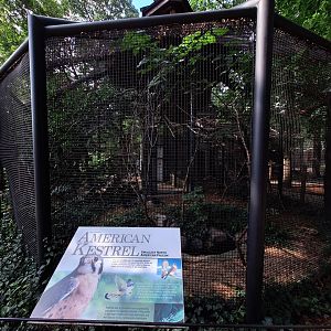 American Kestrel enclosure