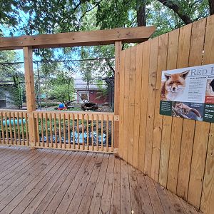 Red fox exhibit