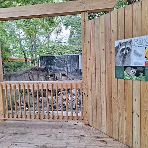 Common raccoon exhibit