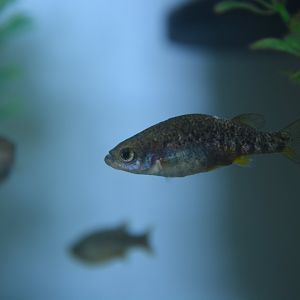 Zacapu allotoca (Allotoca zacapuensis)