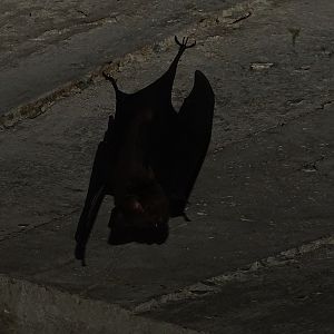 Great Himalayan leaf-nosed bat (Hipposideros armiger)