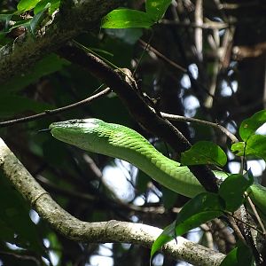 Red-tailed ratsnake (Gonyosoma oxycephalum)