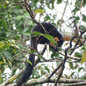 Black giant squirrel (Ratufa bicolor)