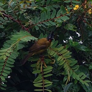 Black-crested bulbul (Rubigula flaviventris johnsoni)