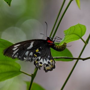 Richmond Birdwing laying eggs