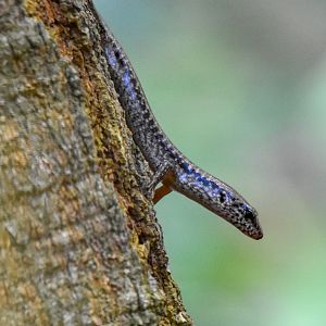 Bar-sided Skink