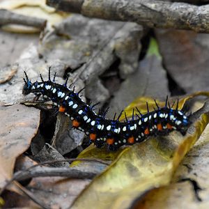 Australian Leafwing - caterpillar