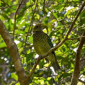 Green Catbird