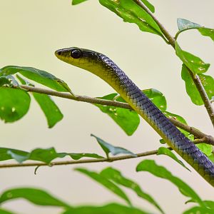 Green Tree Snake
