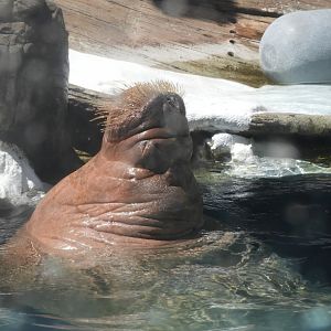 Walrus