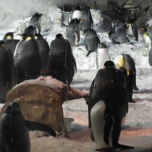 Penguins