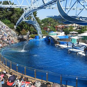 Dolphin show