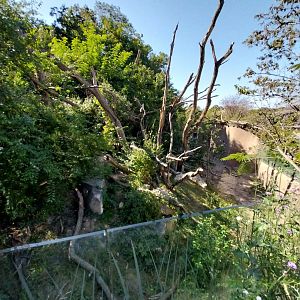 Spectacled bear enclosure