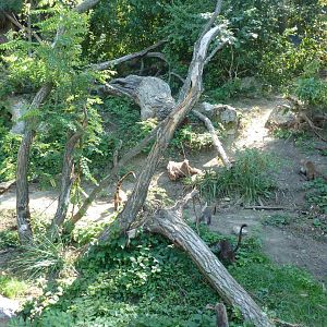 Spectacled bear enclosure - White-nosed coati (Nasua narica)