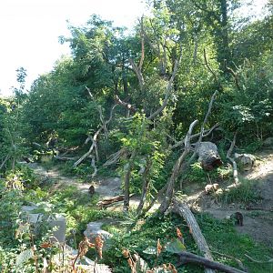Spectacled bear enclosure - White-nosed coati (Nasua narica)