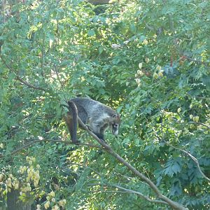 Spectacled bear enclosure - White-nosed coati (Nasua narica)