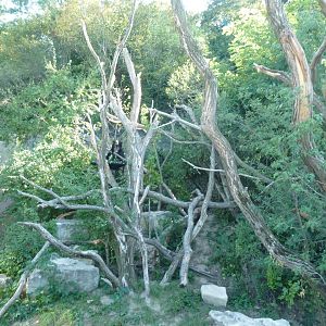 Spectacled bear (Tremarctos ornatus)