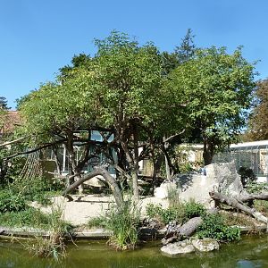 Ringtailed lemur enclosure