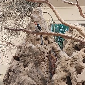 Ost-Afrikahaus - Von der Decken hornbill (Tockus deckeni) and East African dwarf mongoose (Helogale parvula undulata)