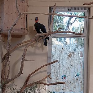 Ost-Afrika haus - southern ground hornbill (Bucorvus leadbeateri)