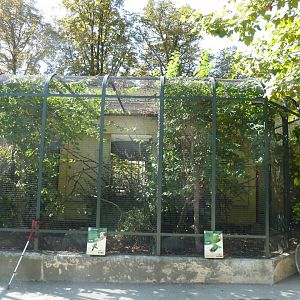 Jamaican amazon aviary