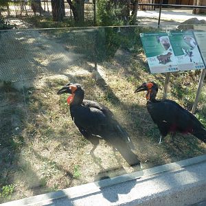 Ost-Afrika House - Free ranging southern ground hornbill (Bucorvus leadbeateri)