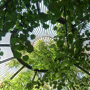 Carnivore House - Roof detail