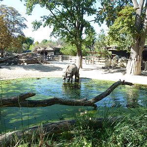 Bading Indian rhino (Rhinoceros unicornis)