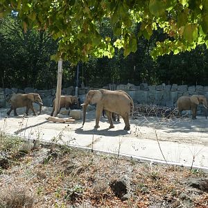 South African elephant (Loxodonta africana africana)