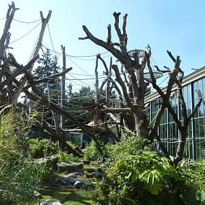 Orang.erie - Outside enclosure for Borean orangutan