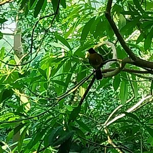Rainforest House - Black-crested bulbul?