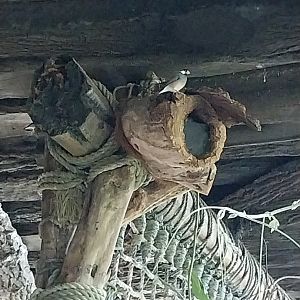 Rainforest House - Upper floor - Java sparrow (Padda oryzivora)