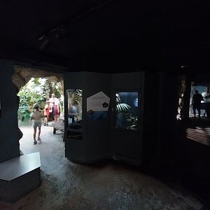 Rainforest House - Upper floor - Reptiles and insects