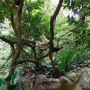 Rainforest House - Upper floor - Imperial pied pigeon (Ducula bicolor)