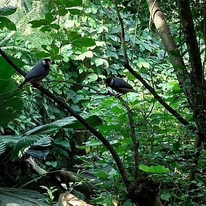 Rainforest House - Upper floor - Java sparrow (Padda oryzivora)
