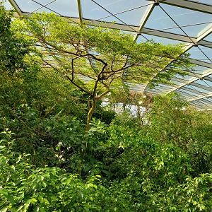 Rainforest House - Upper floor - Canopy