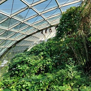 Rainforest House - Upper floor - Large flying fox (Pteropus vampyrus)