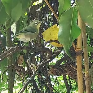 Rainforest House - Upper floor - Kilimanjaro white-eye (Zosterops poliogastrus euricrycotus)