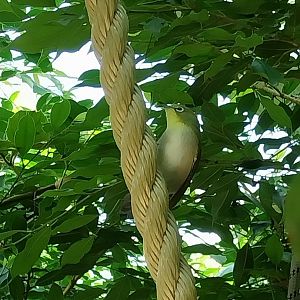 Rainforest House - Upper floor - Kilimanjaro white-eye (Zosterops poliogastrus euricrycotus)