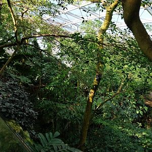 Rainforest House - Upper floor - Dense forest