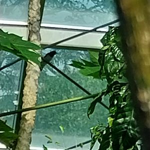 Rainforest House - Upper floor - White-breasted woodswallow  (Artamus eucoryn)