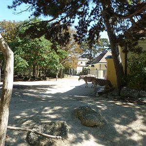 Burchell zebra (Equis quagga burchelli)